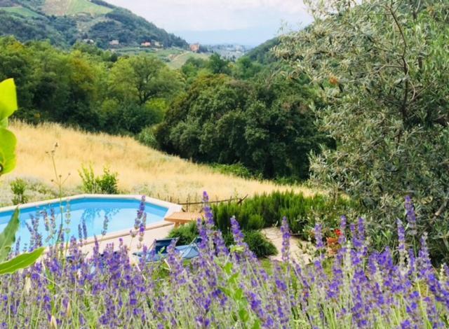 Il Capriolo Villa San Cerbone Luaran gambar